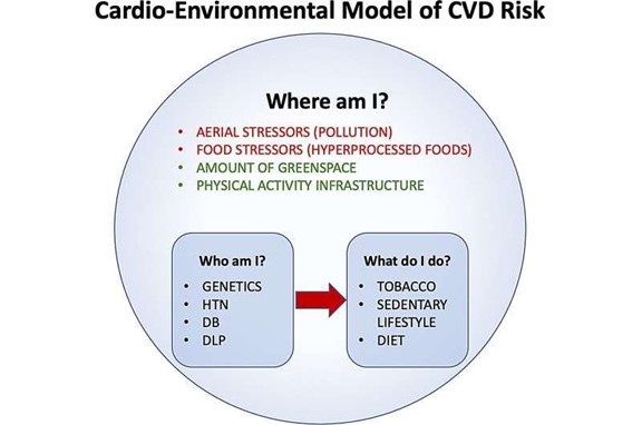 The authors illustrate how air pollution, hyperprocessed foods, the amount of green space, and population activity levels are now considered the four major environmental determinants of cardiovascular health and provide a framework for how these considerations might be incorporated into clinical risk assessment. Credit: Canadian Journal of Cardiology