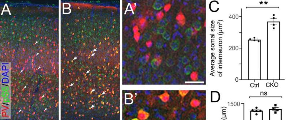 Depdc5 deletion in interneurons does not cause seizures. (A, B) Representative images of anti-pS6 (green) and anti-PV (red) co-immunohistochemistry staining on P21 brain coronal sections from control (A) and Nkx2.1-Cre; Depdc5 CKO mice.