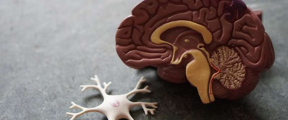 A model of a brain and nerve lie on a grey surface. Credit: Unsplash/CC0 Public Domain
